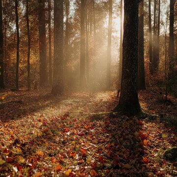 Golden Hour Autumn Forest Floor Panning Background. The slow panning motion and warm sunlight create a peaceful and beautiful background for Thanksgiving, fall, or nature-themed projects.
