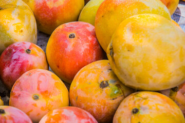 Agriculture fruits farm, fresh colored Mango food, juicy fruit,  vitamins and minerals, green tree, sunny day, selective focus, shallow depth of field, taken at Ismailia Egypt