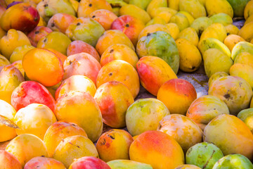 Agriculture fruits farm, fresh colored Mango food, juicy fruit,  vitamins and minerals, green tree, sunny day, selective focus, shallow depth of field, taken at Ismailia Egypt