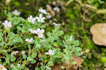 Erodium Corsicum plant in Saint Gallen in Switzerland 1.9.2025