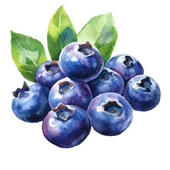 Obraz premium watercolor vector of Blueberries, isolated on a white background.