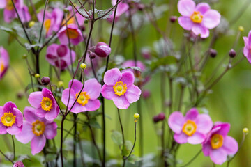 Fototapeta premium Pink anemone flower