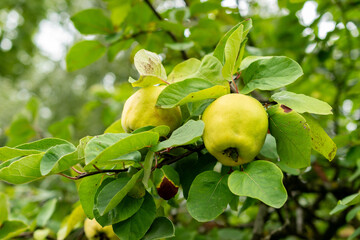 Quince or Cydonia Oblonga plant in Saint Gallen in Switzerland 1.9.2025