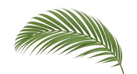 Isolated green palm leaf on plant, beautiful frond foliage for design element on surface