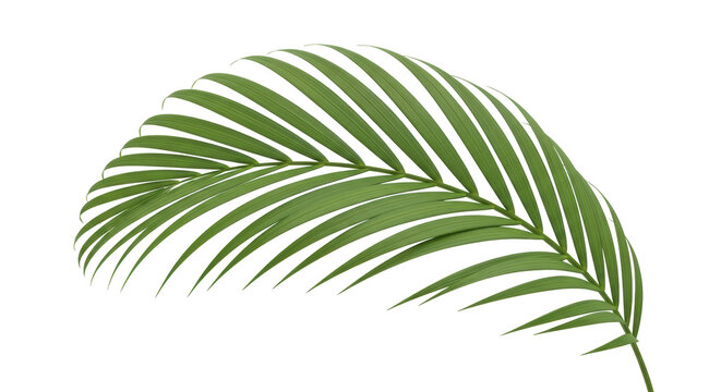 Isolated green palm leaf on plant, beautiful frond foliage for design element on surface