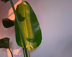  Large, dark green Strelitzia leaf rests on a light background. Its edges are slightly curled, and the central vein is prominent.