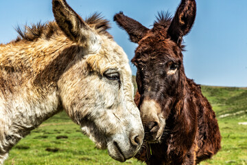 portrait of a donkey