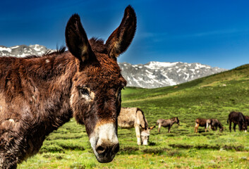 donkey in a meadow