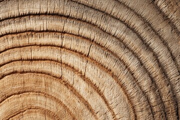 Naklejka premium Annual Rings of Tree Trunk Slice. Old wooden oak tree cut surface. Detailed brown tones of a felled tree stump. Rough organic texture of tree rings with close up of end grain. Wooden cross section