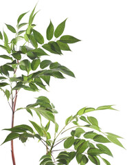 Obraz premium 観葉植物 合成用 背景 GIF ai生成画像