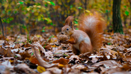 Red squirrel holding walnut on autumn leaves in forest