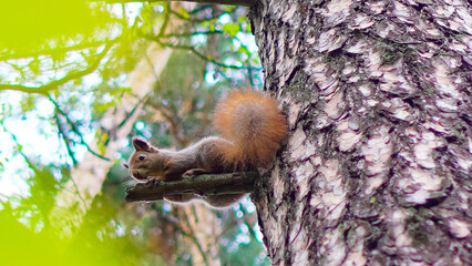 Red squirrel holding walnut on autumn leaves in forest