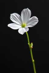Fototapeta premium Single white flower against a stark black background, delicate petals and vibrant contrast, single bloom, petal