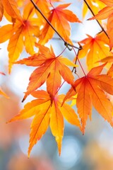 Vibrant orange maple leaves showing autumn color change