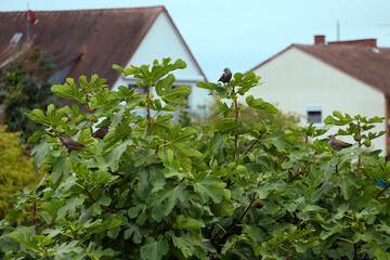 Common starlings (Sturnus vulgaris) on fig tree settling in city centers with small lawns (Breisach, Germany)