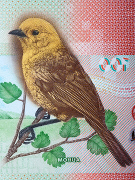 Mohua - Yellowhead bird from New Zealand money