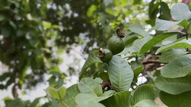 Branch of guava tree (Psidium guajava) with green unripe fruits and leaves gently swaying in the wind, captured in natural daylight. Represents tropical fruit farming.