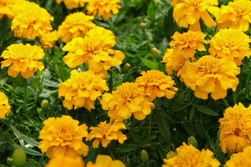 Tagetes. Marigold. Blooming orange-yellow flower heads and green leaves. Closeup of orange marigold flowers in full bloom and foliage. Garden nature background. Ornamental flowering plants. Flowerbed