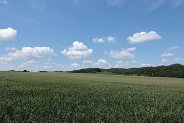 丘陵地のトウモロコシ畑