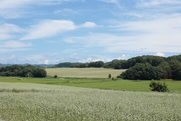 蕎麦の白い花が広がる丘陵地