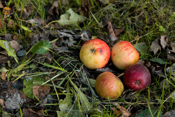 Close up of small ripe apples on the ground