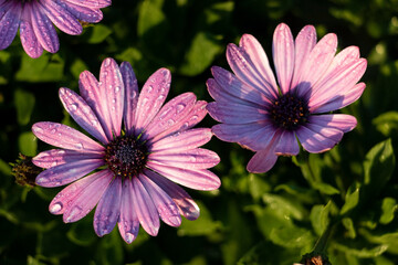 Obraz premium pink cosmos flower