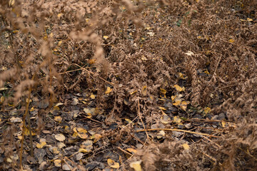 Autumn forest floor with moss texture and mushroom. Autumnal Park. Beautiful fall nature. Mossy Woodland with cones, roots, pine needles. Ecology environment. Climate change. Earth Tones. Green lichen