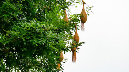 bird house in the forest