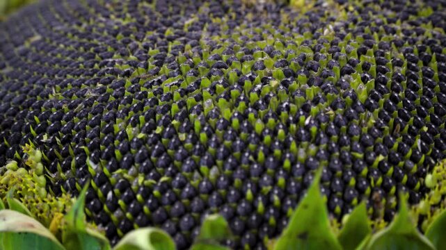 Ripe sunflower head (Helianthus annuus) showing Fibonacci spiral pattern &ndash; phyllotaxis and natural biomathematics concept