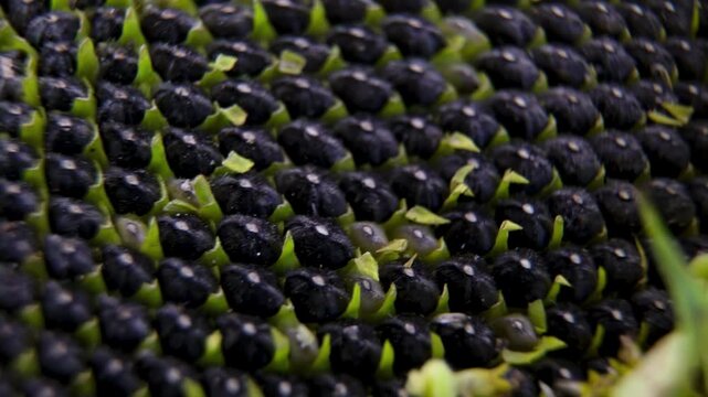 Mature sunflower head (Helianthus annuus) showing Fibonacci spiral pattern: concept of phyllotaxis and biomathematics.