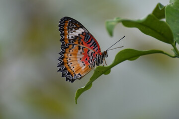 Butterfly 2022-22
Leopard Lacewing (Cethosia Cyane)