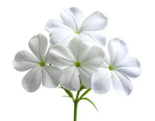 Single White Plumbago Bloom with Stem, Transparent Background