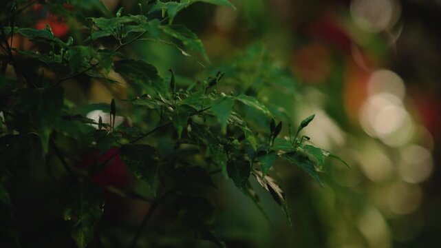Chili plants growth and lush in the forest.