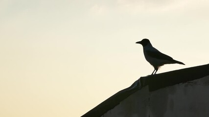 A crow perched on the edge of a rooftop in silhouette against a pale sky, captured in the act of defecating. A raw and unfiltered urban wildlife moment blending realism, symbolism, and atmosphere. - Powered by Adobe