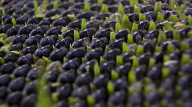 Ripe sunflower head (Helianthus annuus: Helianthus annuus seed arrangement demonstrating optimal packing in plant morphology, a study in phyllotaxis.