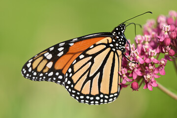 Butterfly 2022-23
Monarch butterfly (Danaus plexippus)