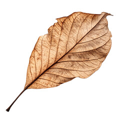 Obraz premium Detailed Dry Leaf with Prominent Veins on Black Background isolated