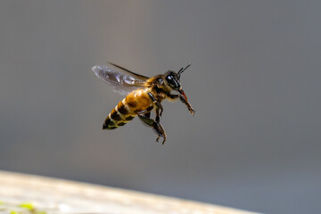Close-up of a honey bee in flight