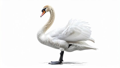 swan on a white background