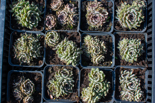 Overhead View of Small Green Rosette Succulents in Nursery Pots
