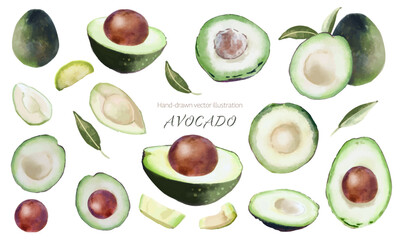 水彩で描いたアボカドのイラスト素材セット