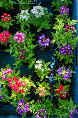 Overhead View of Potted Verbena Flowers in a Nursery Crate