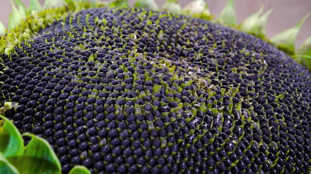 Sunflower head (Helianthus annuus) with seeds forming Fibonacci spirals: A concept of phyllotaxis and biomathematics.