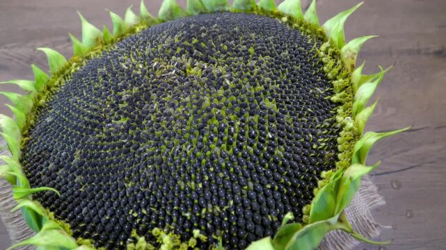 Spiral seed pattern: Close-up texture of sunflower seeds (Helianthus annuus), natural mathematical structure.