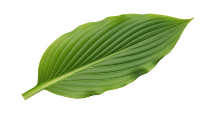 Isolated green foliage, botanical leaf with veins, exotic tropical plant, natural texture