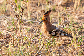 South Africa, Kruger National Park, African Hoopoe (Upupa Africana)