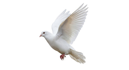 Isolated White Dove Flying Upward With Wings Spread, Symbol of Peace and Hope, Graceful