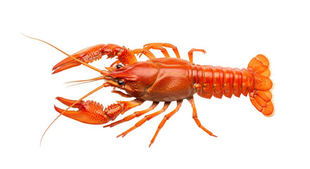 Isolated crawfish, popular fresh food for Louisiana Cajun cuisine, seafood restaurant