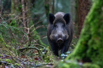 Obraz premium Wildlife Scene: Boar in Natural Woodland Environment