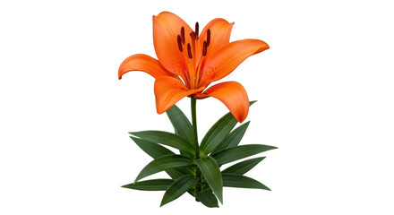 Isolated orange tiger lily flower, lovely bloom with green foliage, delicate, springtime beauty